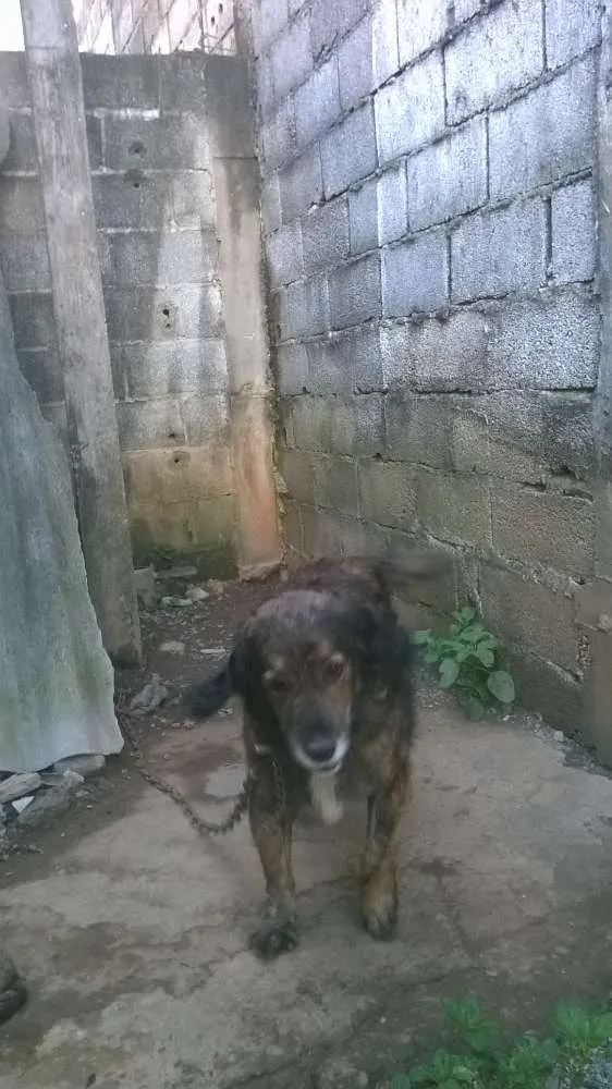 Cachorro ra a indefinida idade 4 anos nome madona