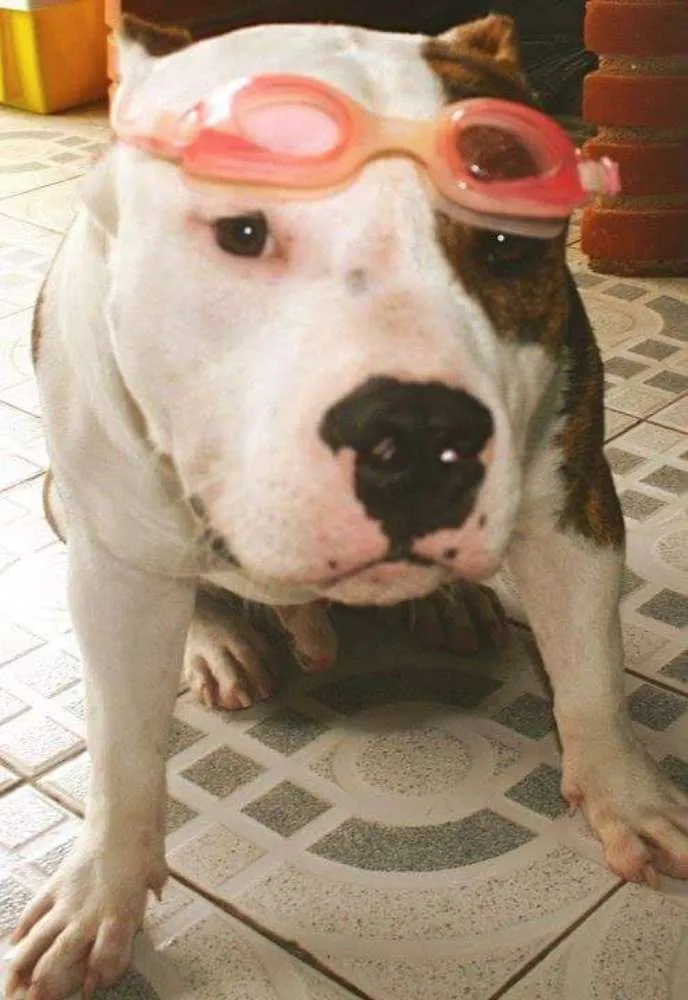 Cachorro ra a American Staffordshire Terrier idade 5 anos nome Dom