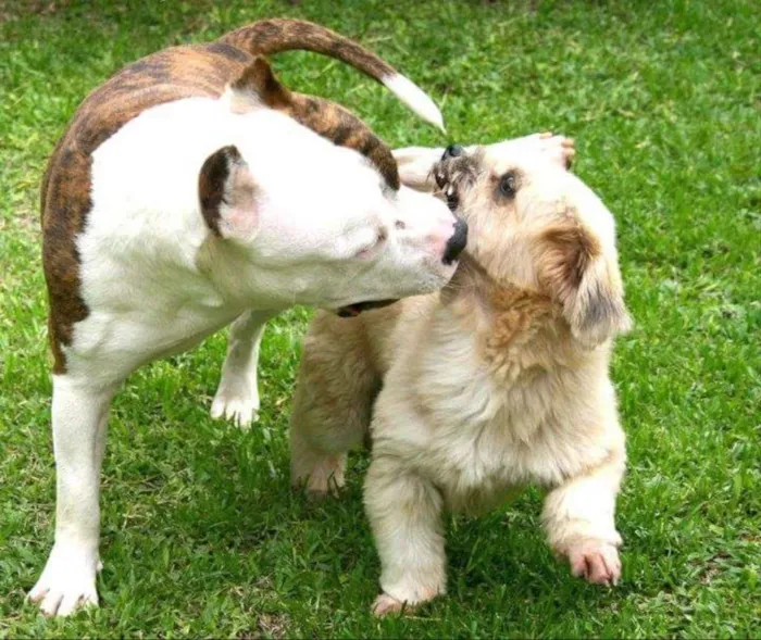 Cachorro ra a American Staffordshire Terrier idade 5 anos nome Dom