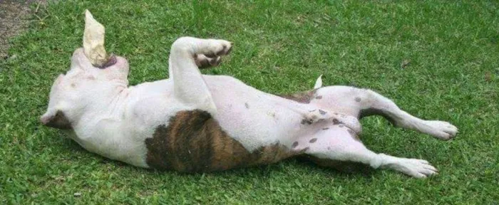 Cachorro ra a American Staffordshire Terrier idade 5 anos nome Dom