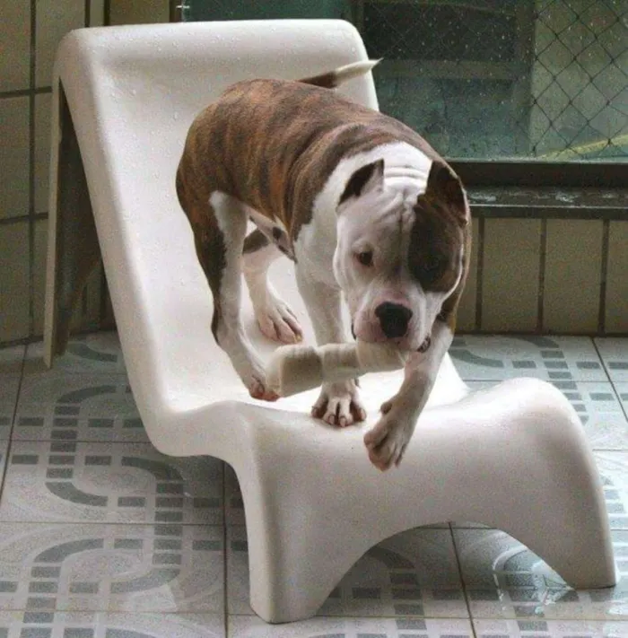 Cachorro ra a American Staffordshire Terrier idade 5 anos nome Dom