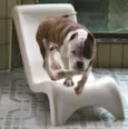 Dom