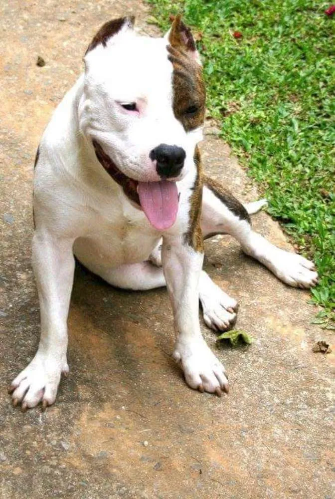 Cachorro ra a American Staffordshire Terrier idade 5 anos nome Dom