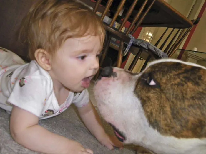 Cachorro ra a American Staffordshire Terrier idade 5 anos nome Dom