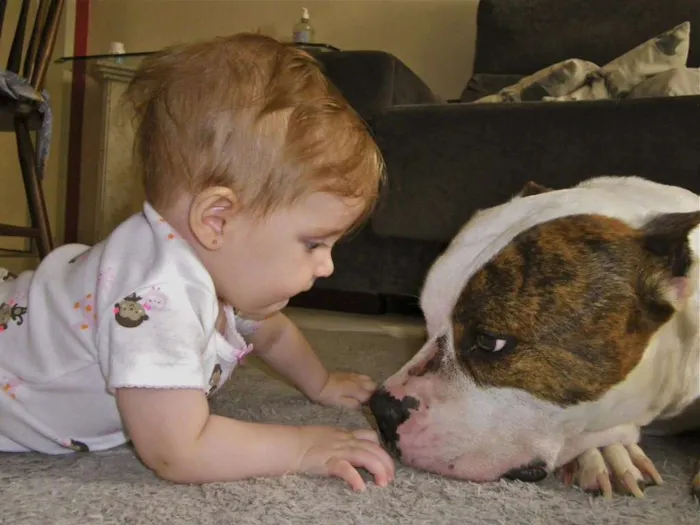 Cachorro ra a American Staffordshire Terrier idade 5 anos nome Dom