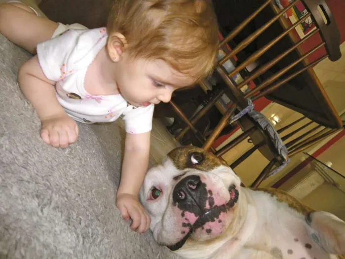 Cachorro ra a American Staffordshire Terrier idade 5 anos nome Dom