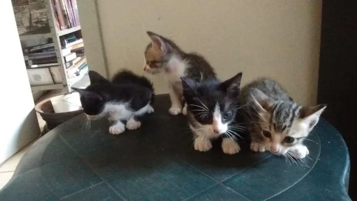 Gato raça SRD idade Abaixo de 2 meses nome sem nome