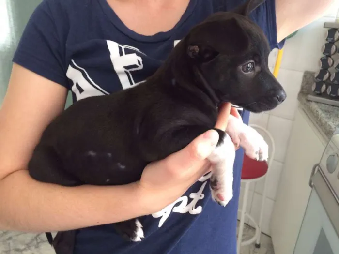 Cachorro ra a SRD idade 2 a 6 meses nome Kiko