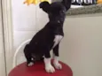 Kiko