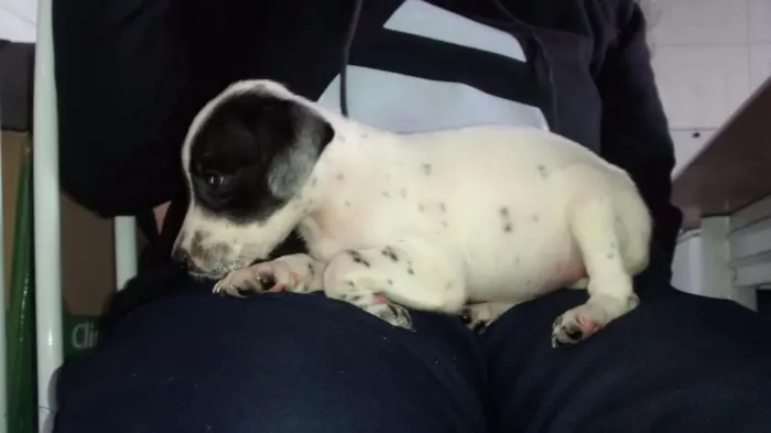 Cachorro ra a SDR idade 2 a 6 meses nome Hailey