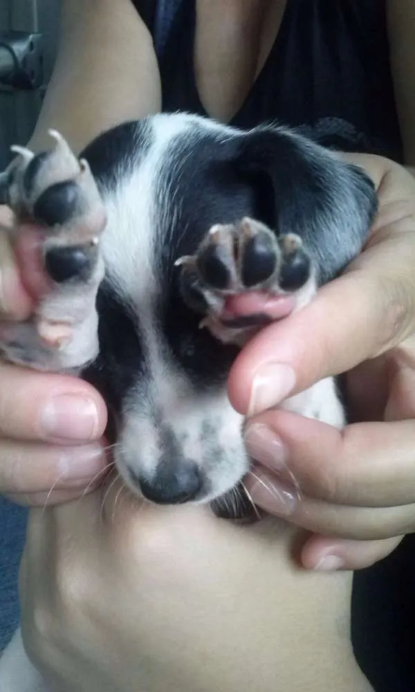 Cachorro ra a SDR idade 2 a 6 meses nome Hailey