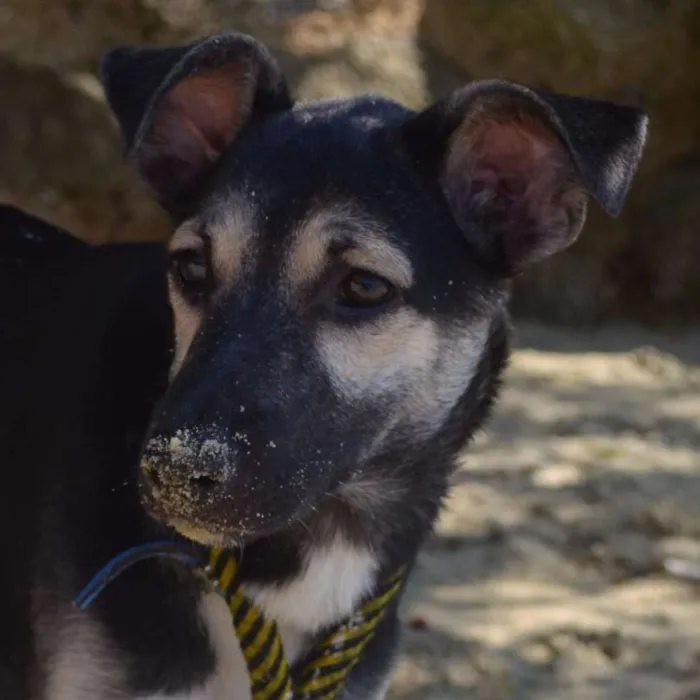 Cachorro ra a SRD idade 7 a 11 meses nome Black, Tysson