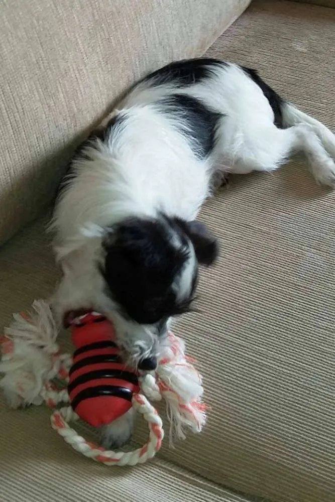 Cachorro ra a SRD idade 2 a 6 meses nome Maya