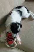 Maya
