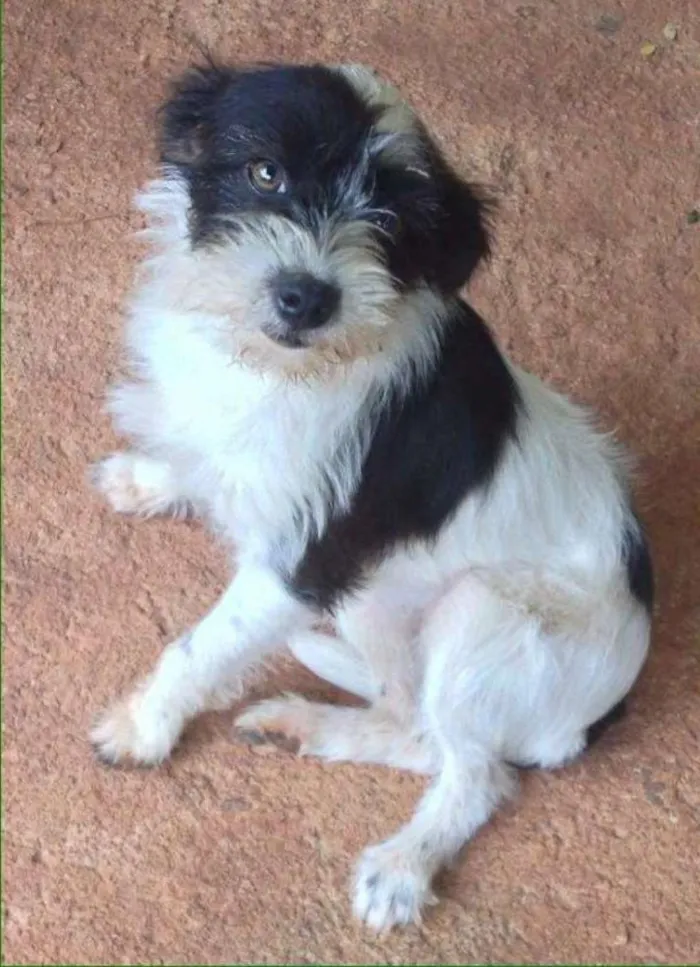 Cachorro ra a SRD idade 2 a 6 meses nome Maya