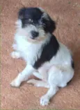 Maya