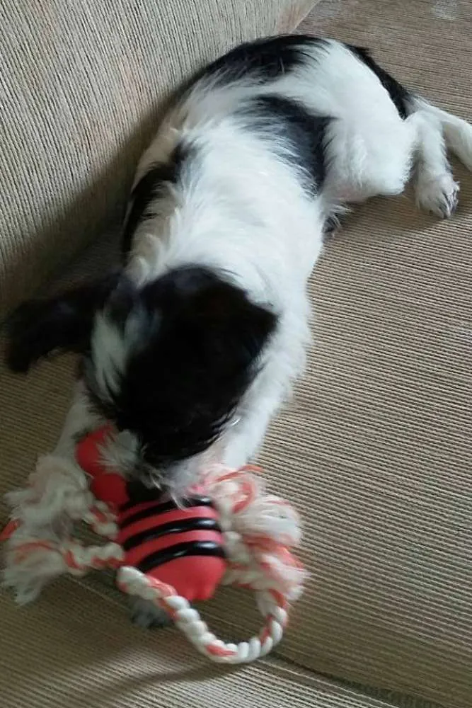 Cachorro ra a SRD idade 2 a 6 meses nome Maya