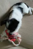 Maya