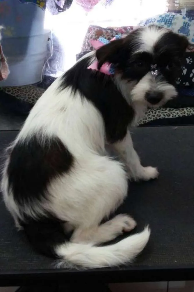 Cachorro ra a SRD idade 2 a 6 meses nome Maya