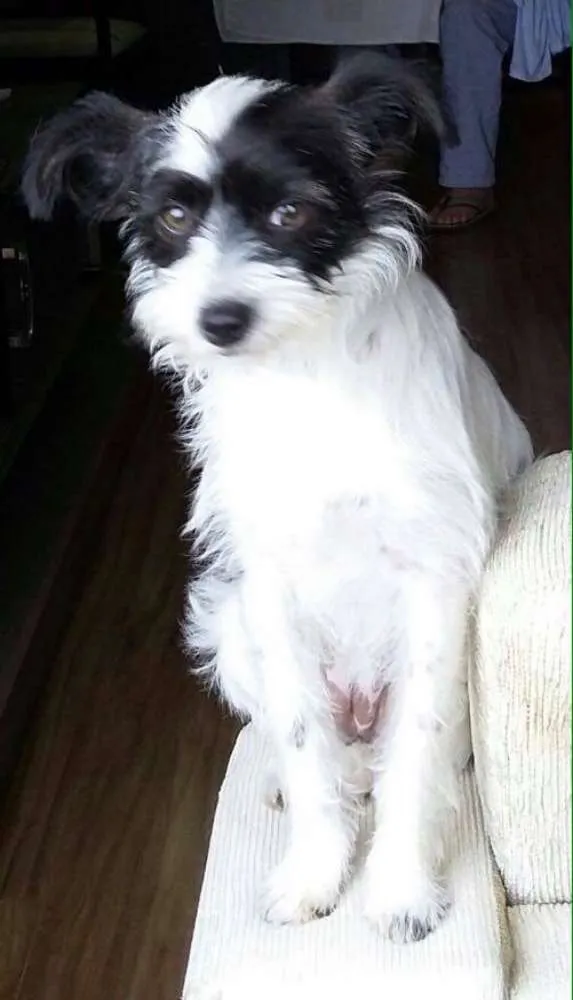 Cachorro ra a SRD idade 2 a 6 meses nome Maya