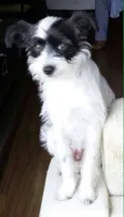 Maya