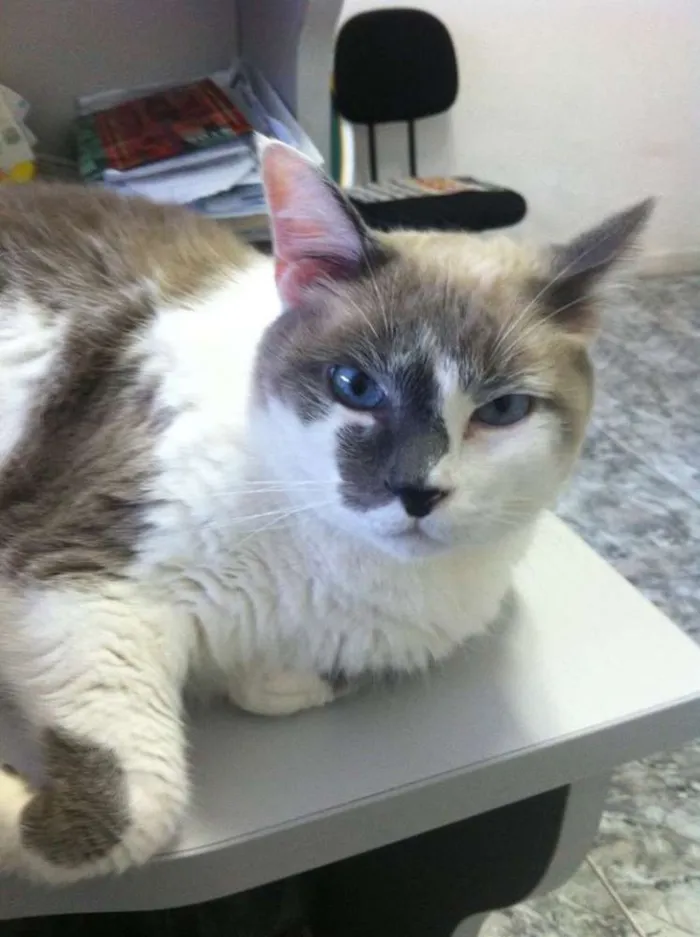 Gato ra a  idade 5 anos nome Mingau e Paçoca