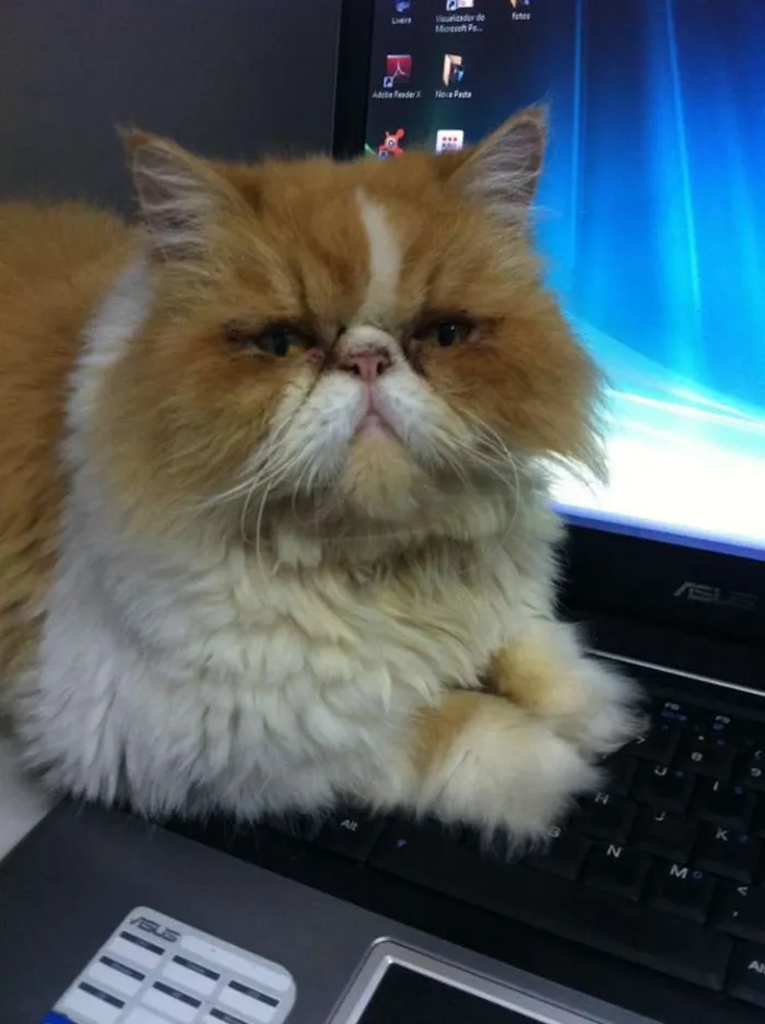 Gato ra a  idade 5 anos nome Mingau e Paçoca