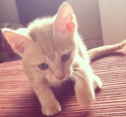 Gato raça  idade 2 a 6 meses nome Não tem nome ainda 