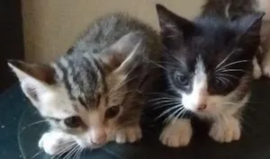 Gato raça SRD idade Abaixo de 2 meses nome sem nome