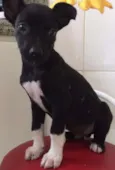 Kiko