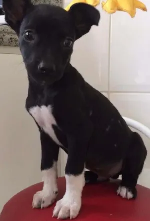Cachorro raça SRD idade 2 a 6 meses nome Kiko