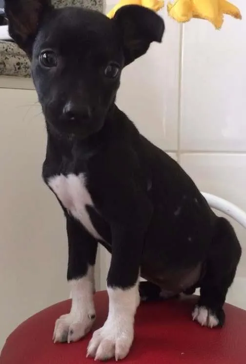 Cachorro ra a SRD idade 2 a 6 meses nome Kiko