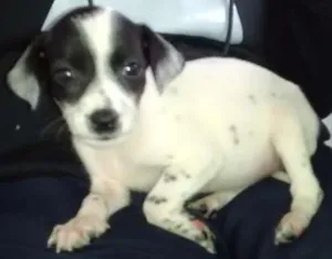 Cachorro raça SDR idade 2 a 6 meses nome Hailey