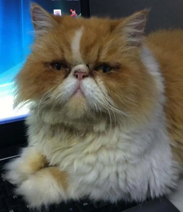 Gato ra a  idade 5 anos nome Mingau e Paçoca