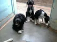 Filhotes