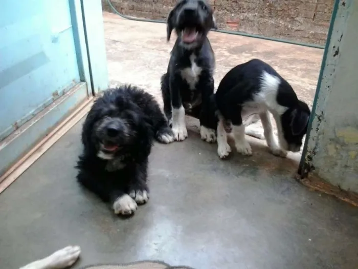 Cachorro raça Vira latinhas idade 2 a 6 meses nome Filhotes