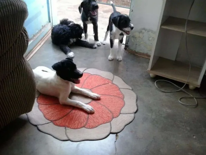 Cachorro raça Vira latinhas idade 2 a 6 meses nome Filhotes