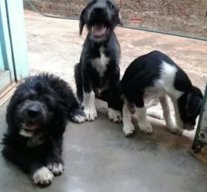 Cachorro raça Vira latinhas idade 2 a 6 meses nome Filhotes