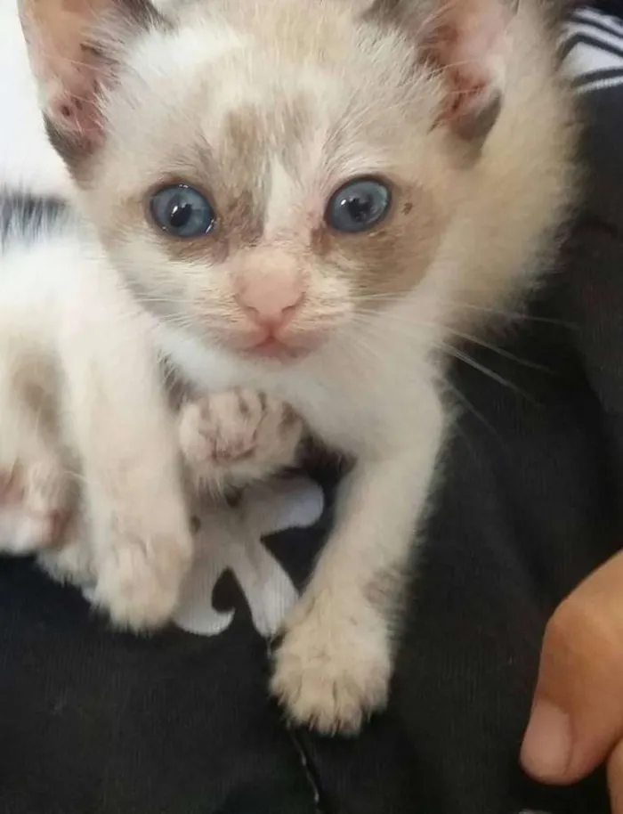 Gato ra a gato idade Abaixo de 2 meses nome Ainda não tenho um 