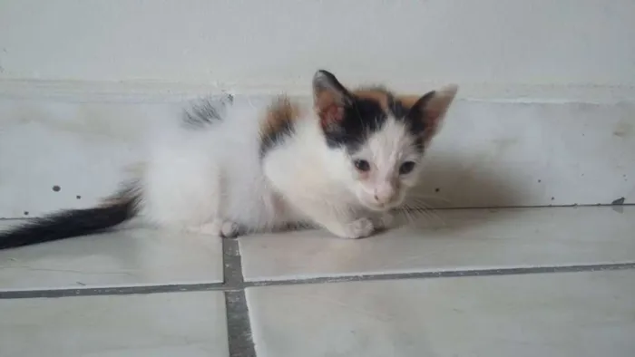 Gato ra a gato idade Abaixo de 2 meses nome Ainda não tenho um 