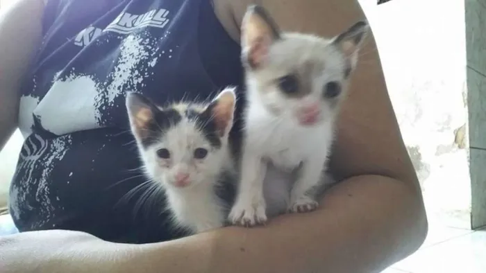 Gato ra a gato idade Abaixo de 2 meses nome Ainda não tenho um 