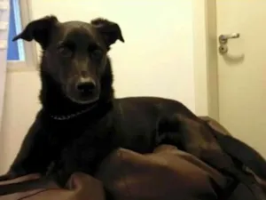 Cachorro raça Vira lata idade 5 anos nome Scooby 2015