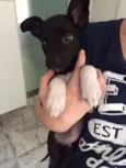 Pretinho