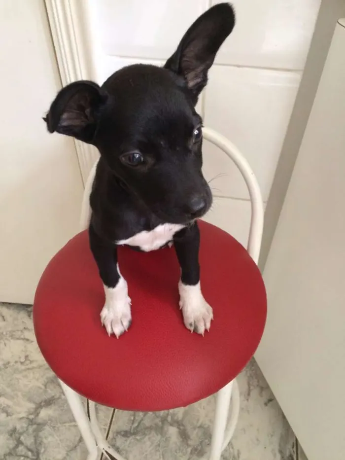 Cachorro ra a srd idade 2 a 6 meses nome Pretinho