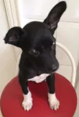 Pretinho