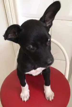Cachorro raça srd idade 2 a 6 meses nome Pretinho
