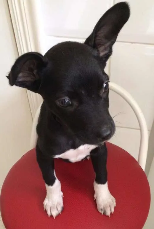 Cachorro ra a srd idade 2 a 6 meses nome Pretinho