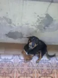 não identificado