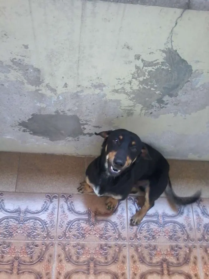 Cachorro ra a indefinida idade  nome não identificado