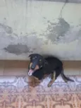 não identificado